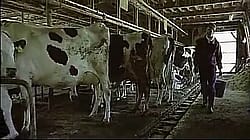 Milking Plots - Ryoko Asagi (A Lonely Cow Weeps At Dawn, 2003)'